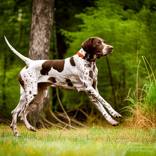 German shorthair pointer, hunting dogs, nature, outdoor photography, animal behavior, point, prey drive, breeds, hunting, wild game, bird hunting, scent, tracking, camouflaged, agility, trained, field trial, energetic, athletic, muscular, intelligent